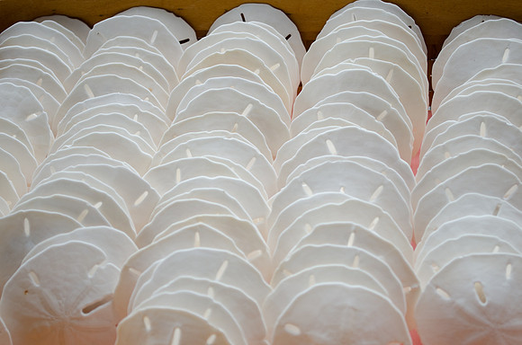 DSC_6721